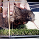 Photo of a baby kiwi—presumably not the same kiwi that’s trying to steal the election.